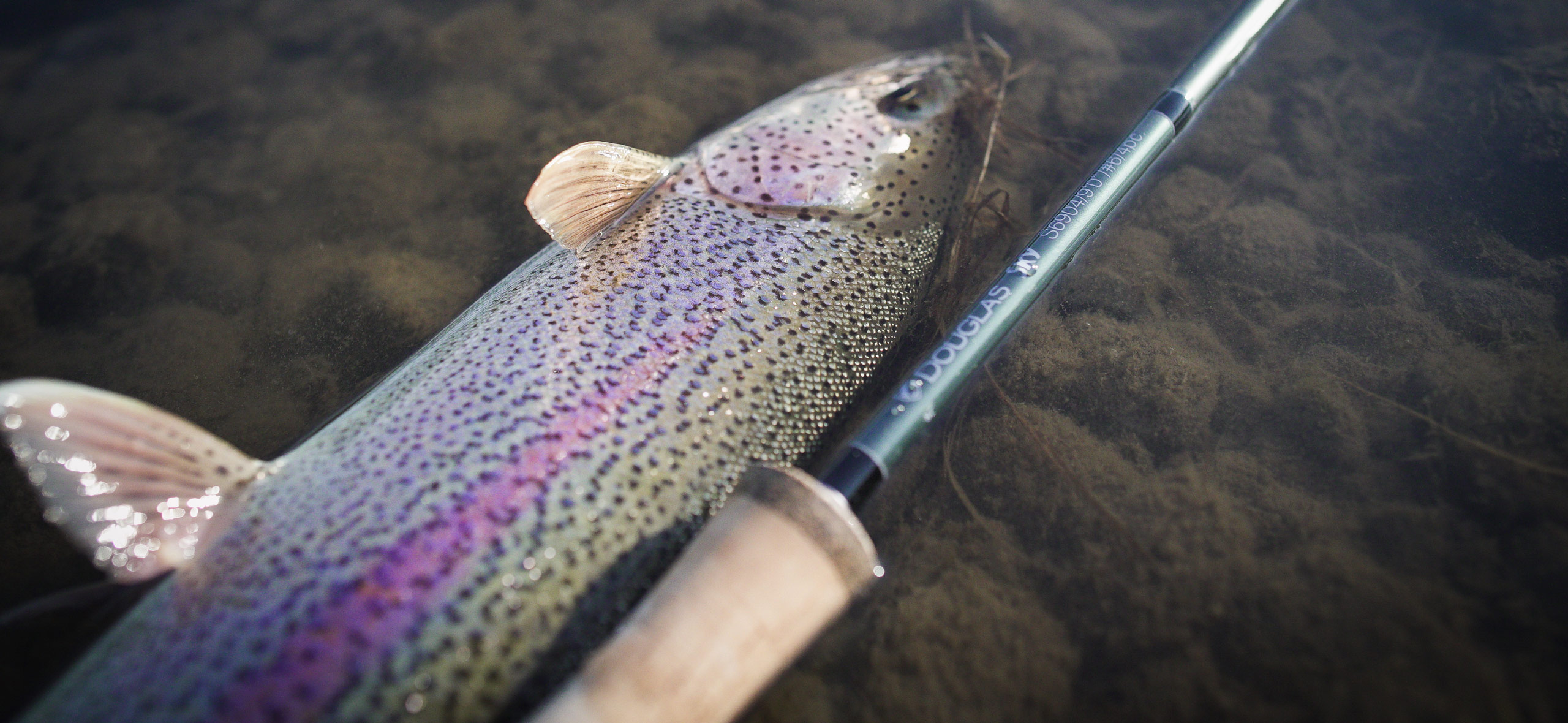 alaska rainbow trout fly fishing rods Alaska Rainbow Trout Fishing